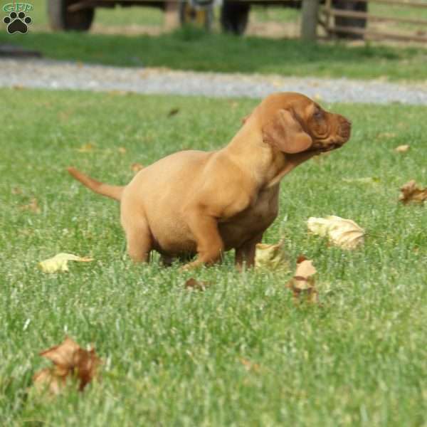 Hunter, Vizsla Puppy