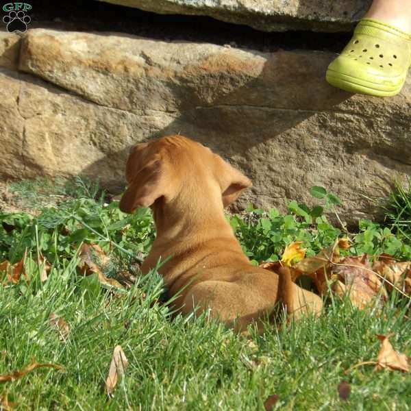 Victor, Vizsla Puppy