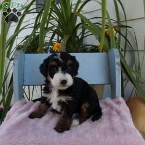 Charlotte, Mini Bernedoodle Puppy