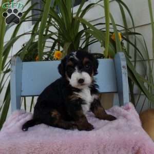 Charlotte, Mini Bernedoodle Puppy