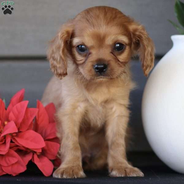 Sander, Cavapoo Puppy