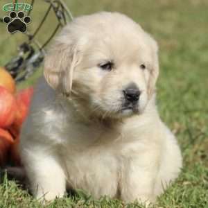 Mable, English Cream Golden Retriever Puppy