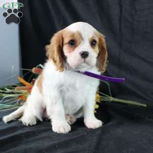 Hannah, Cavalier King Charles Spaniel Puppy