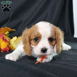 Hailey, Cavalier King Charles Spaniel Puppy