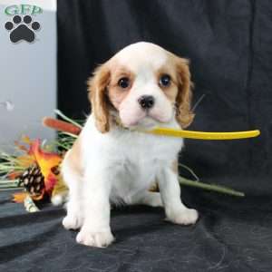 Honeydew, Cavalier King Charles Spaniel Puppy