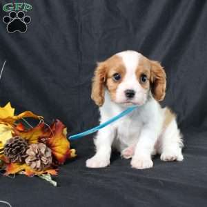 Happy, Cavalier King Charles Spaniel Puppy