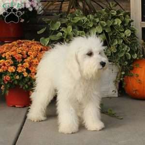 Kent, Miniature Poodle Puppy