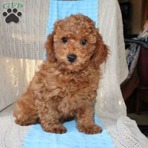 Braden, Mini Goldendoodle Puppy