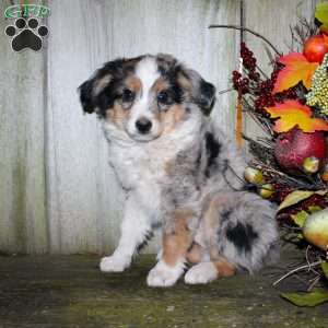 Kasper, Miniature Australian Shepherd Puppy