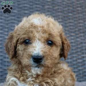 Pumpkin, Mini Goldendoodle Puppy