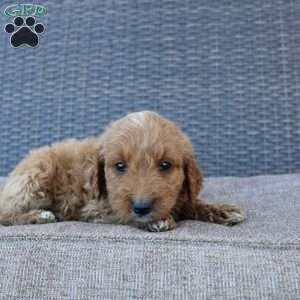 Prince, Mini Goldendoodle Puppy