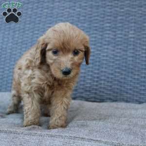 Rosie, Mini Goldendoodle Puppy