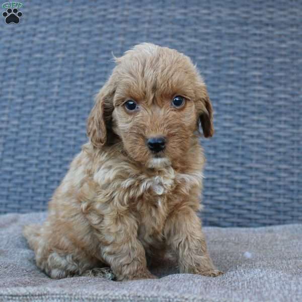 Coy, Mini Goldendoodle Puppy