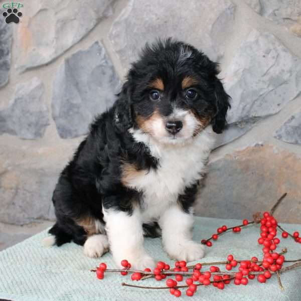 Rosie, Mini Aussiedoodle Puppy