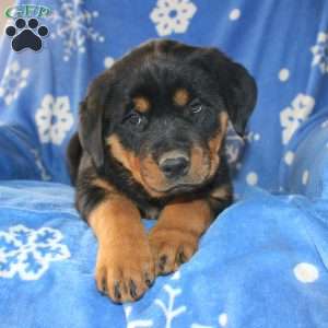 Dolly, Rottweiler Puppy