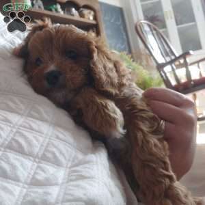 Otis, Cavapoo Puppy