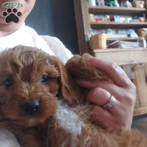 Otis, Cavapoo Puppy