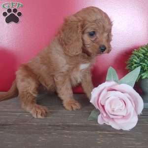 Sabrina, Cavapoo Puppy