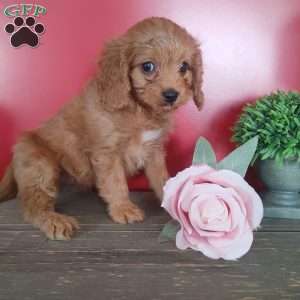 Sabrina, Cavapoo Puppy