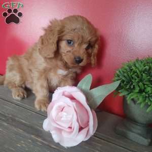 Sabrina, Cavapoo Puppy