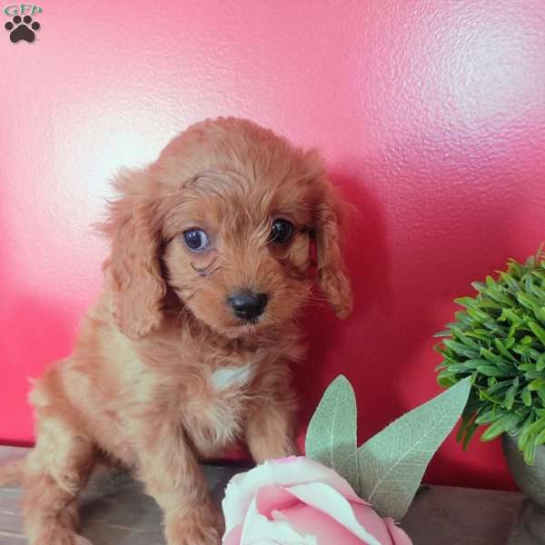 Sabrina, Cavapoo Puppy