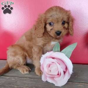 Sabrina, Cavapoo Puppy