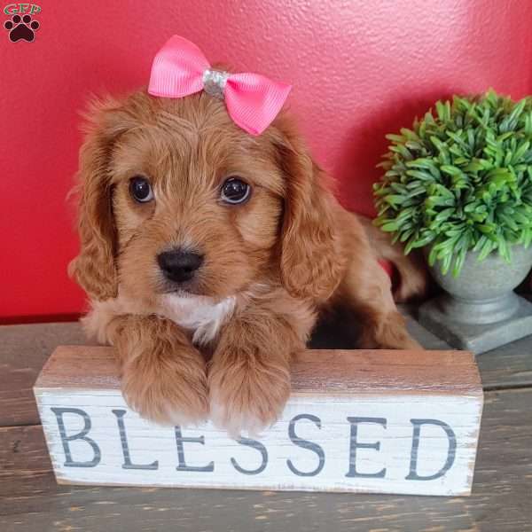 Kate, Cavapoo Puppy