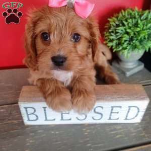 Kate, Cavapoo Puppy