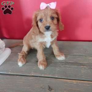 Kate, Cavapoo Puppy