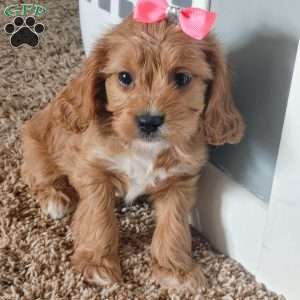 Kate, Cavapoo Puppy