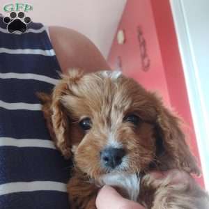 Otis, Cavapoo Puppy