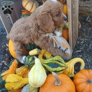 Otis, Cavapoo Puppy