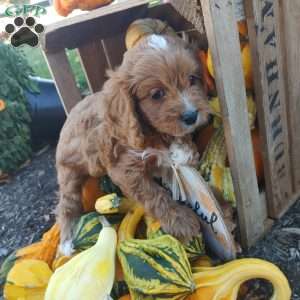 Otis, Cavapoo Puppy