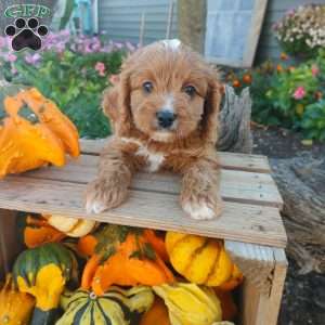 Otis, Cavapoo Puppy