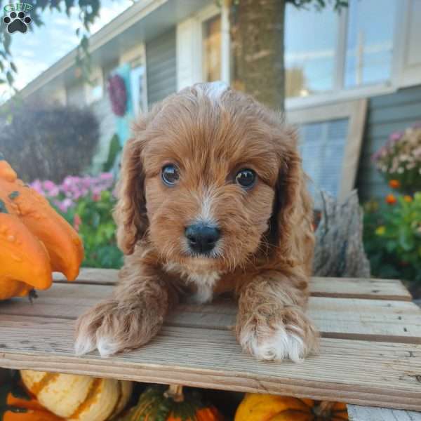 Otis, Cavapoo Puppy