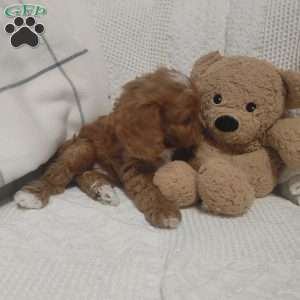 Baxter, Cavapoo Puppy