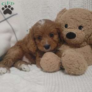 Baxter, Cavapoo Puppy