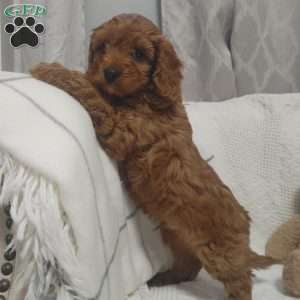 Baxter, Cavapoo Puppy