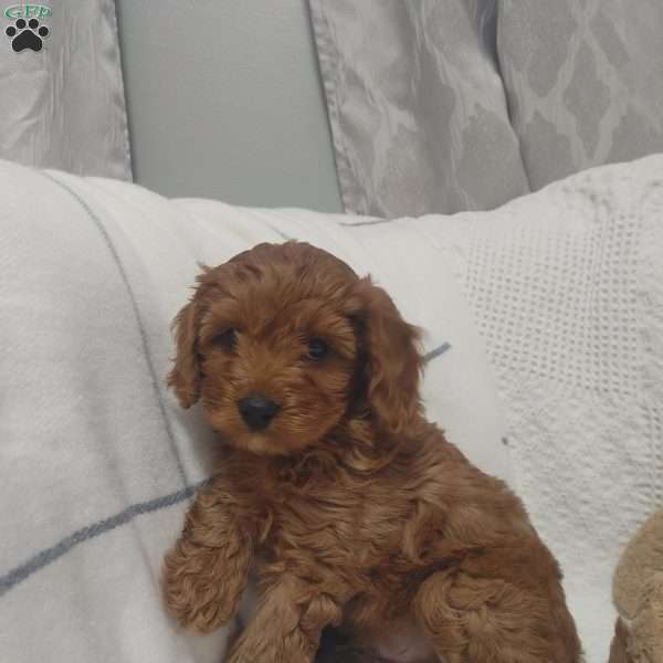 Baxter, Cavapoo Puppy