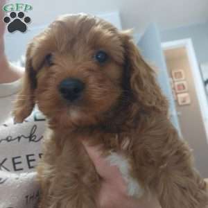 Baxter, Cavapoo Puppy