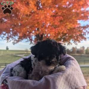 Teacup, Yorkie Poo Puppy