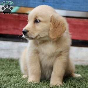 Tessa, Golden Retriever Puppy