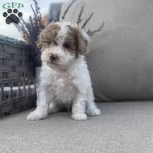 Rocky, Maltipoo Puppy