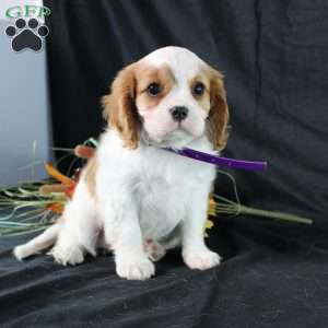 Hannah, Cavalier King Charles Spaniel Puppy