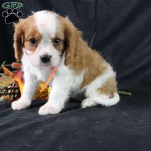 Hailey, Cavalier King Charles Spaniel Puppy