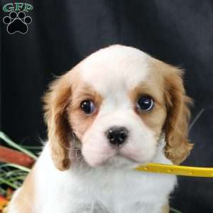 Honeydew, Cavalier King Charles Spaniel Puppy