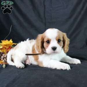 Henry, Cavalier King Charles Spaniel Puppy