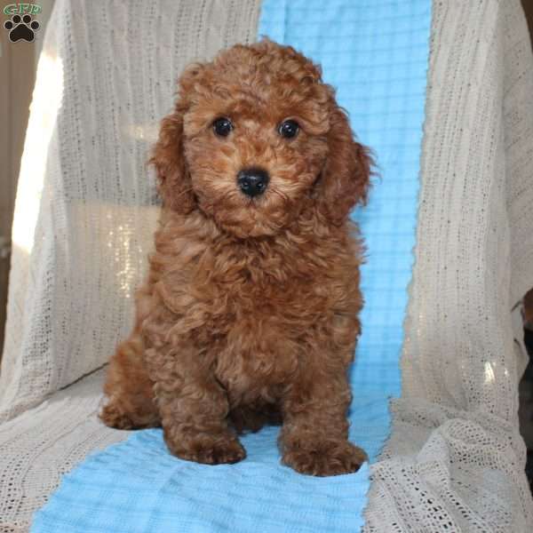 Braden, Mini Goldendoodle Puppy