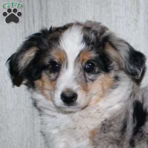 Kasper, Miniature Australian Shepherd Puppy