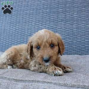 Prince, Mini Goldendoodle Puppy